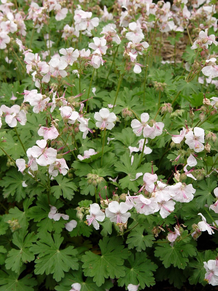 Герань кантабриджийская (Geranium cantabrigense &#96;Biokovo &#96;)