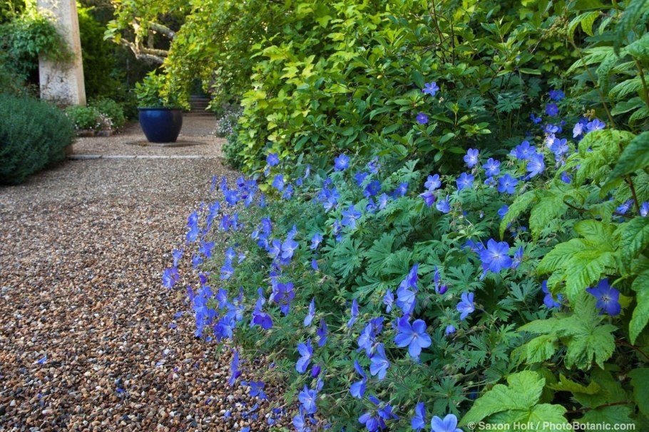 Герань Магнификум