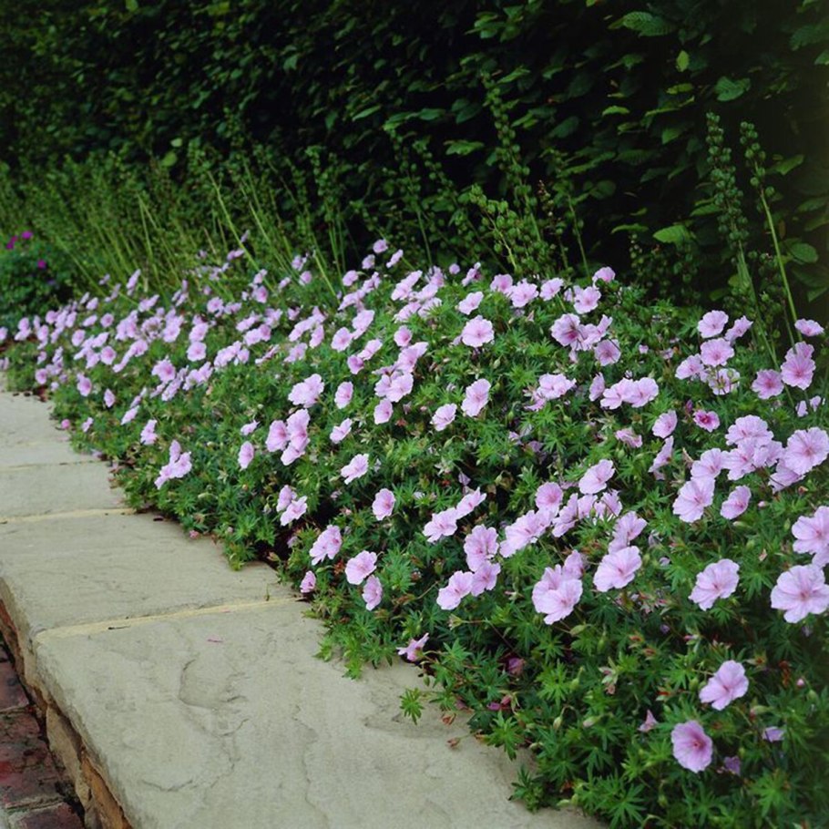 Герань sanguineum striatum