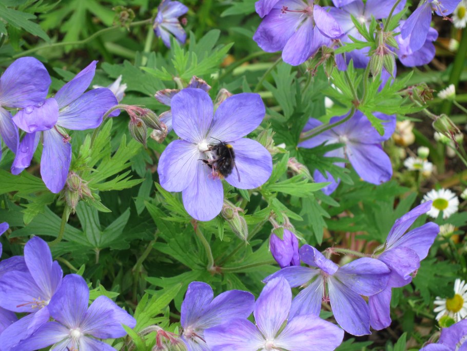 Geranium macrorrhizum Spessart