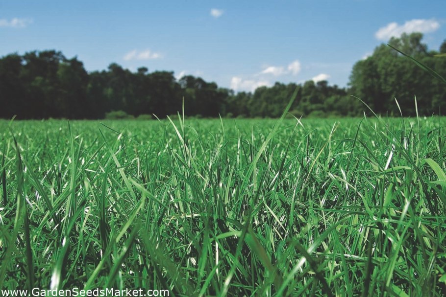 Райграс пастбищный для газона