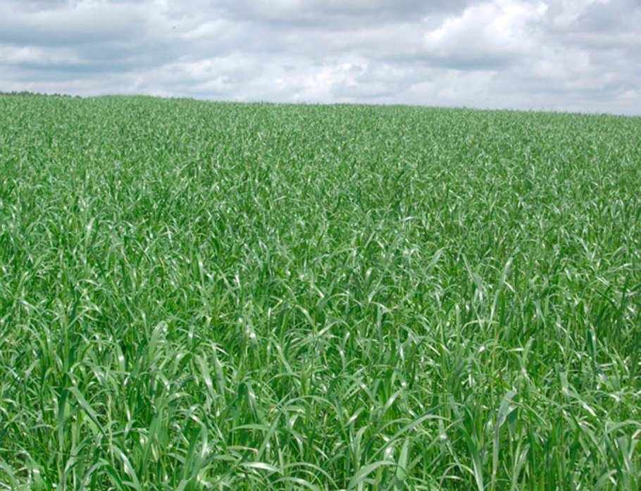 Райграс пастбищный