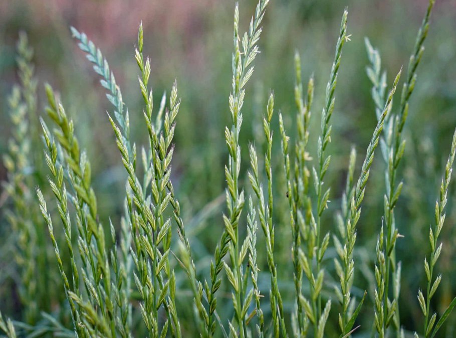 Плевел райграс