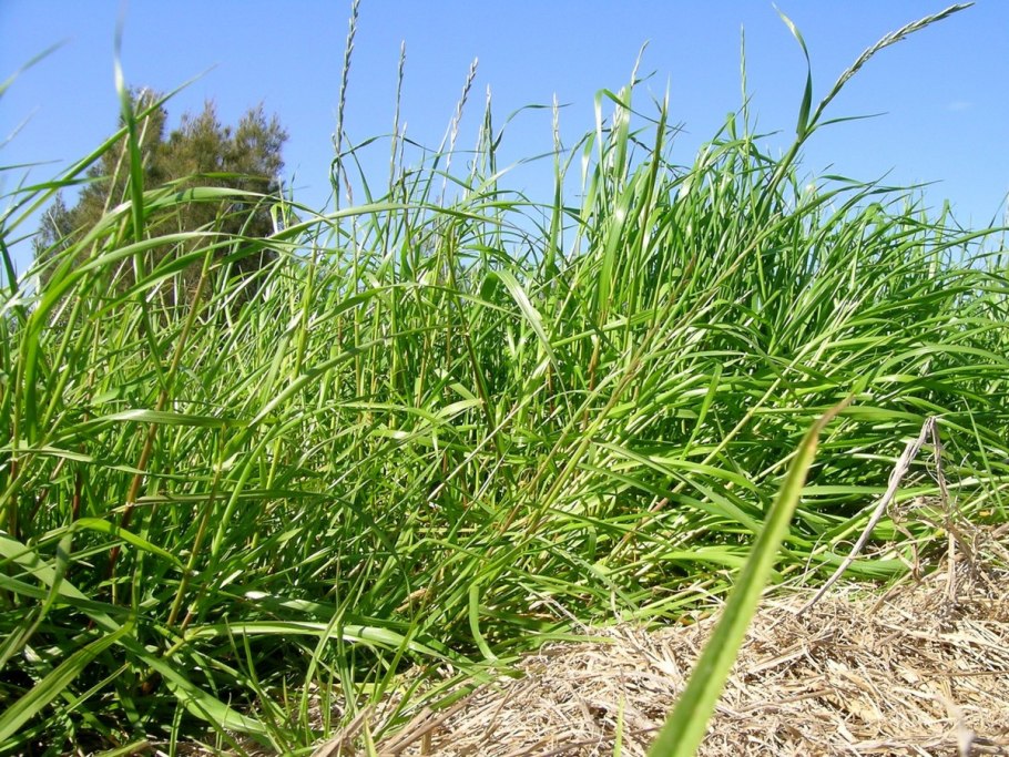 Пырейник Сибирский, Волоснец Сибирский