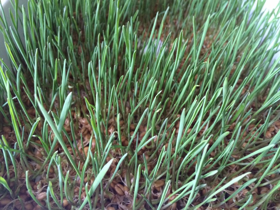 Мятлик овсяница райграс