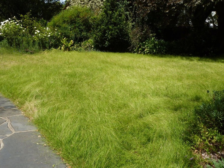 Райграс Луговой