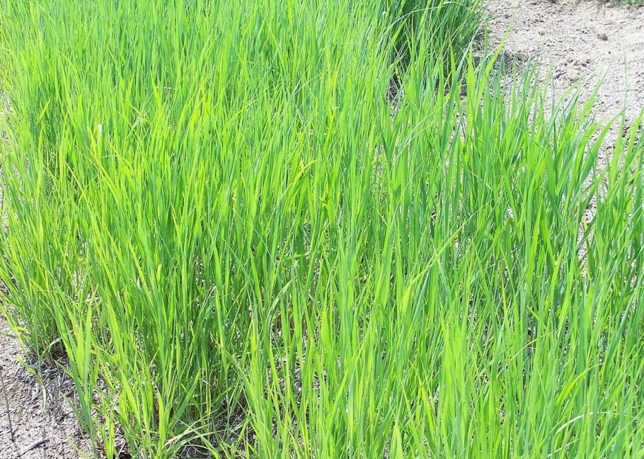 Газонная трава семена райграс