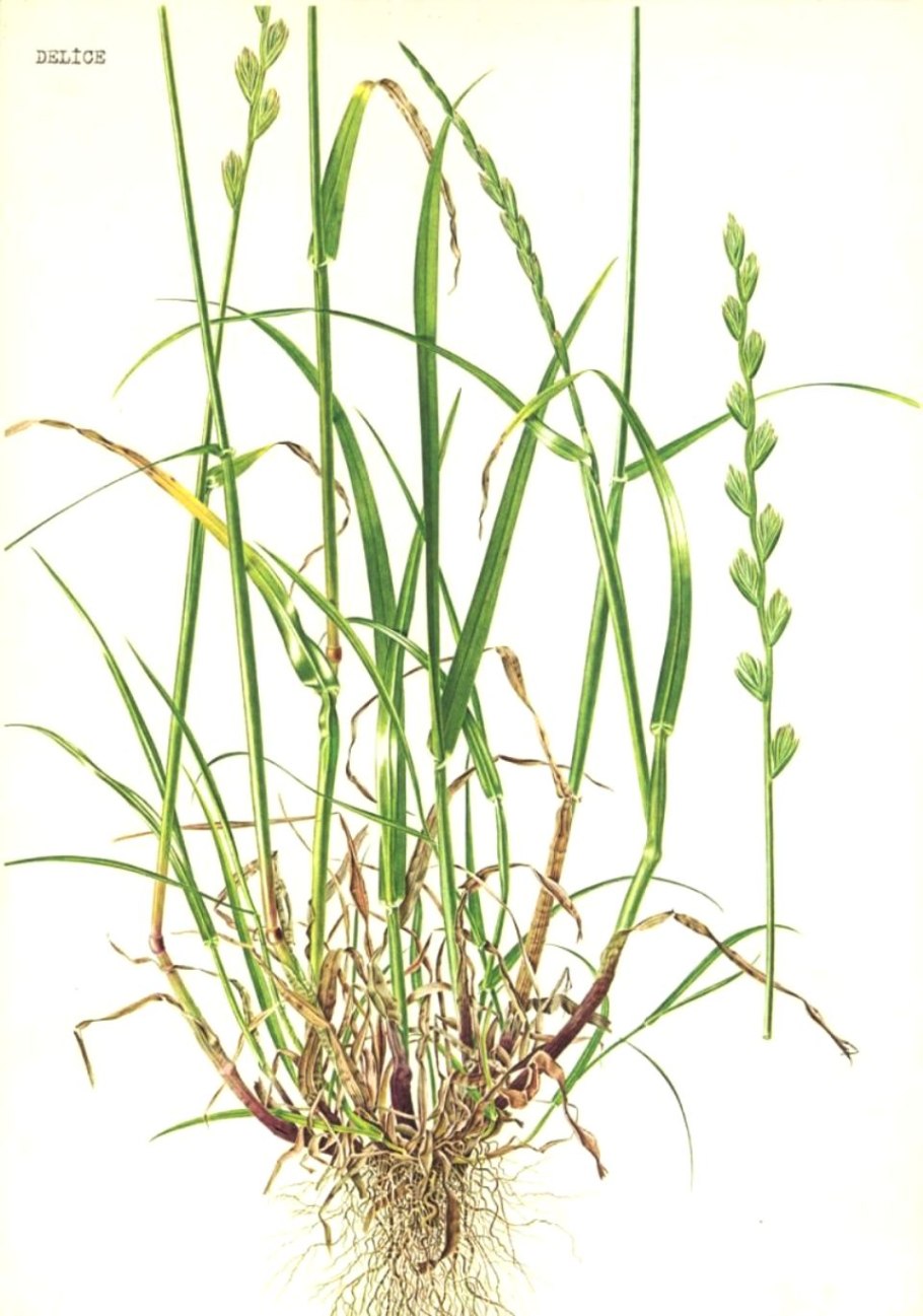 Райграс однолетний Изорский