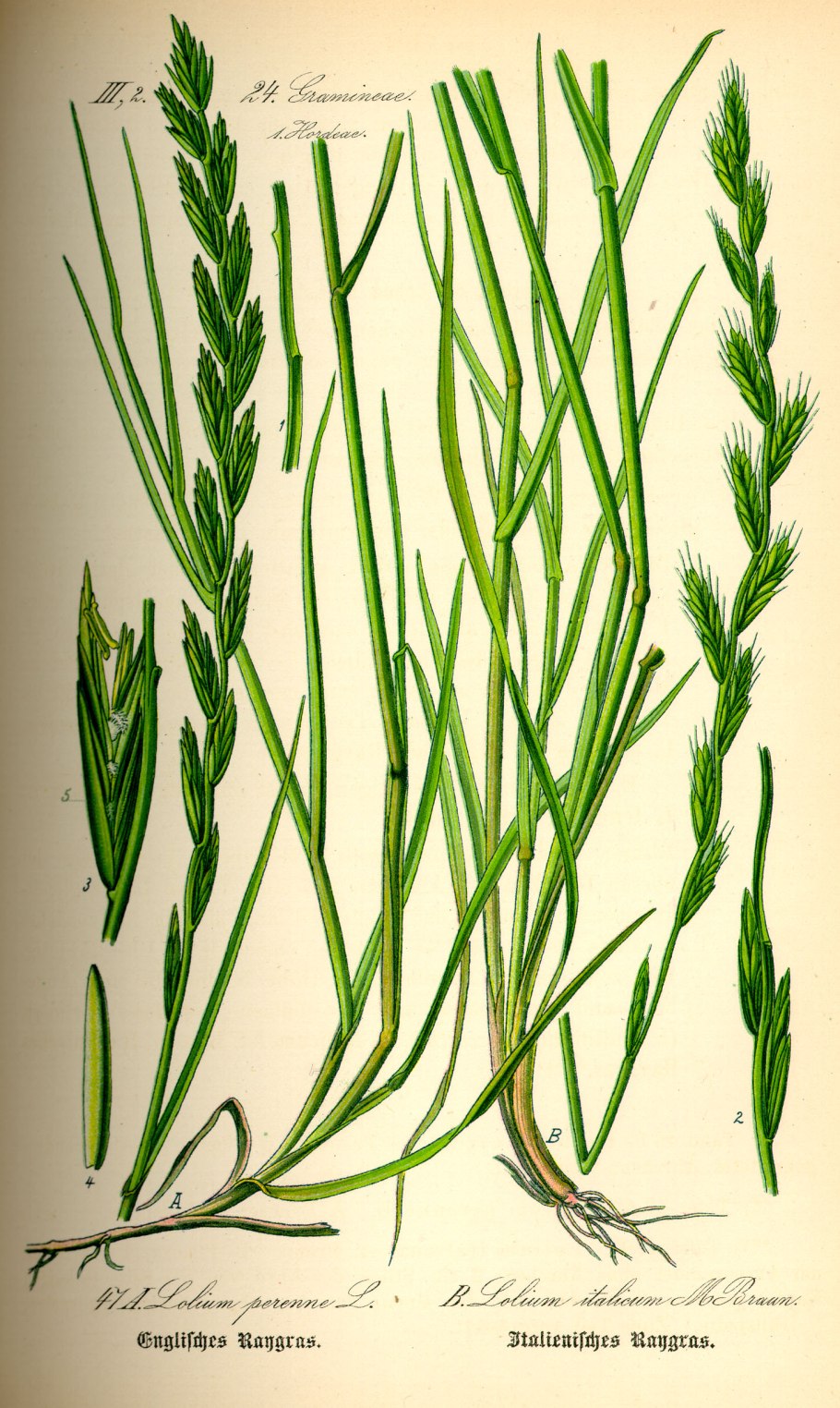 Райграс газонная трава