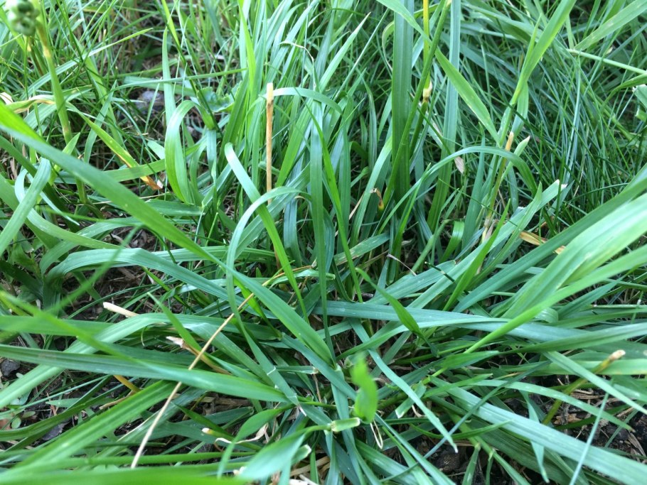 Райграс Луговой