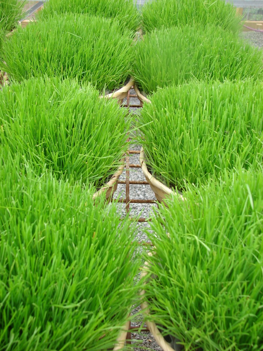 Райграс бульбоносный variegatum