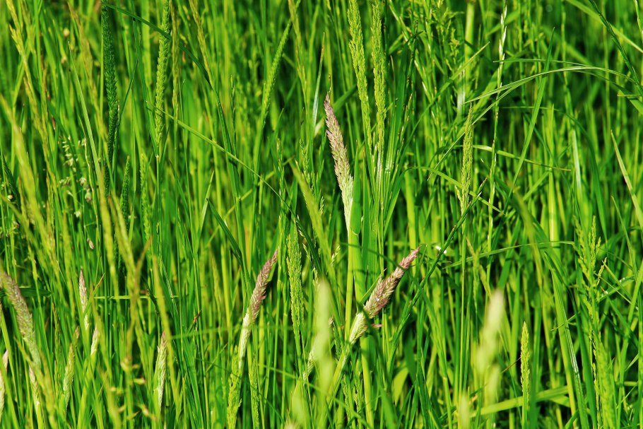 Райграс бульбоносный