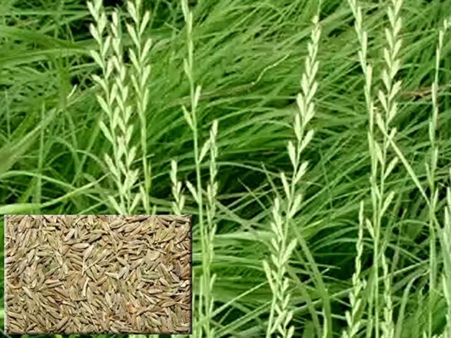 Райграс пастбищный сакини