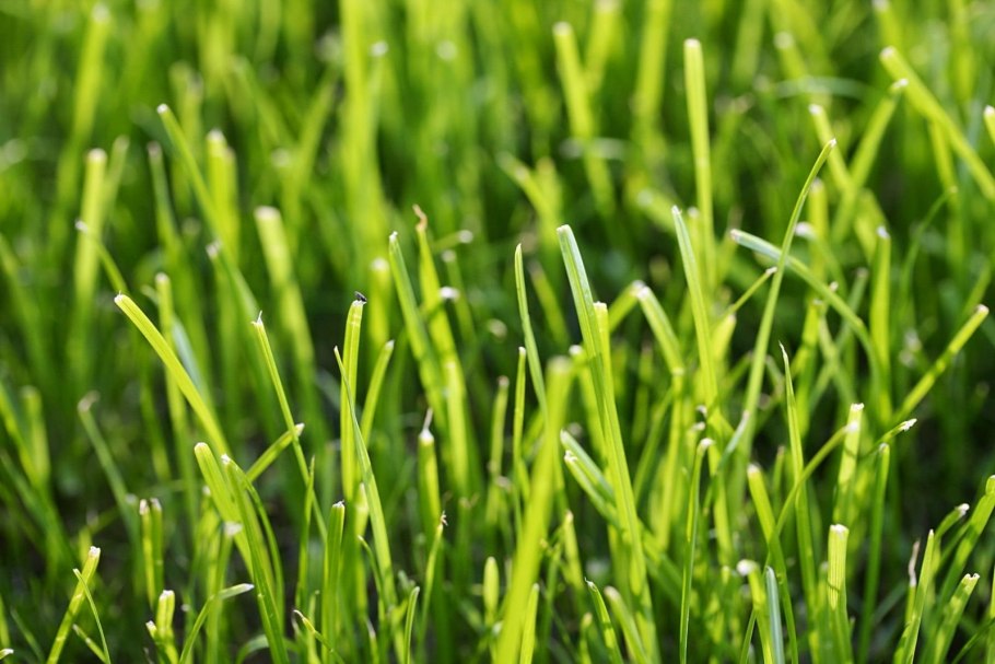 Райграс пастбищный