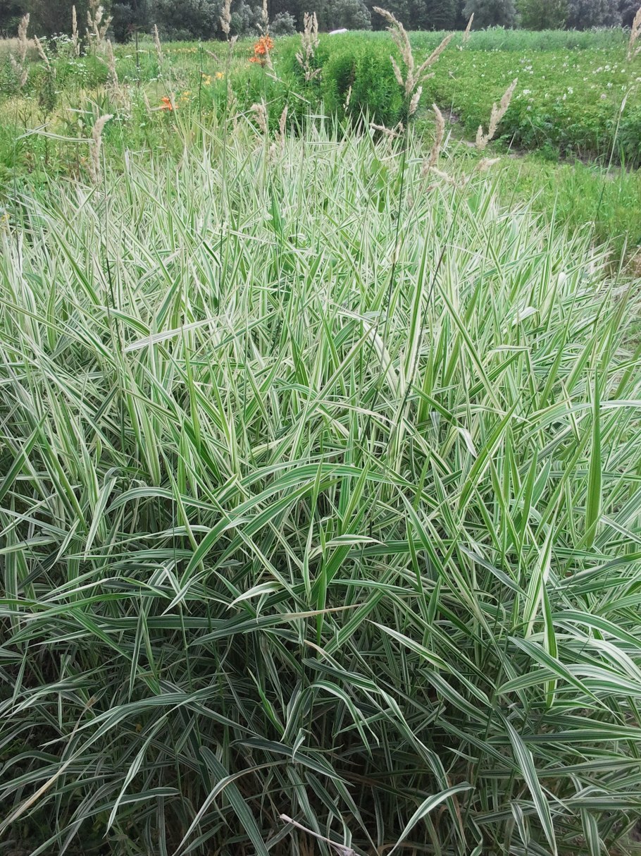 Райграс пастбищный