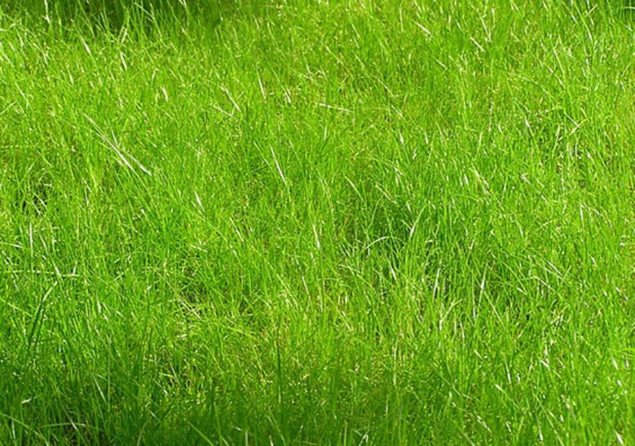 Райграс Arrhenatherum