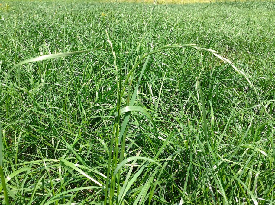 Райграс пастбищный
