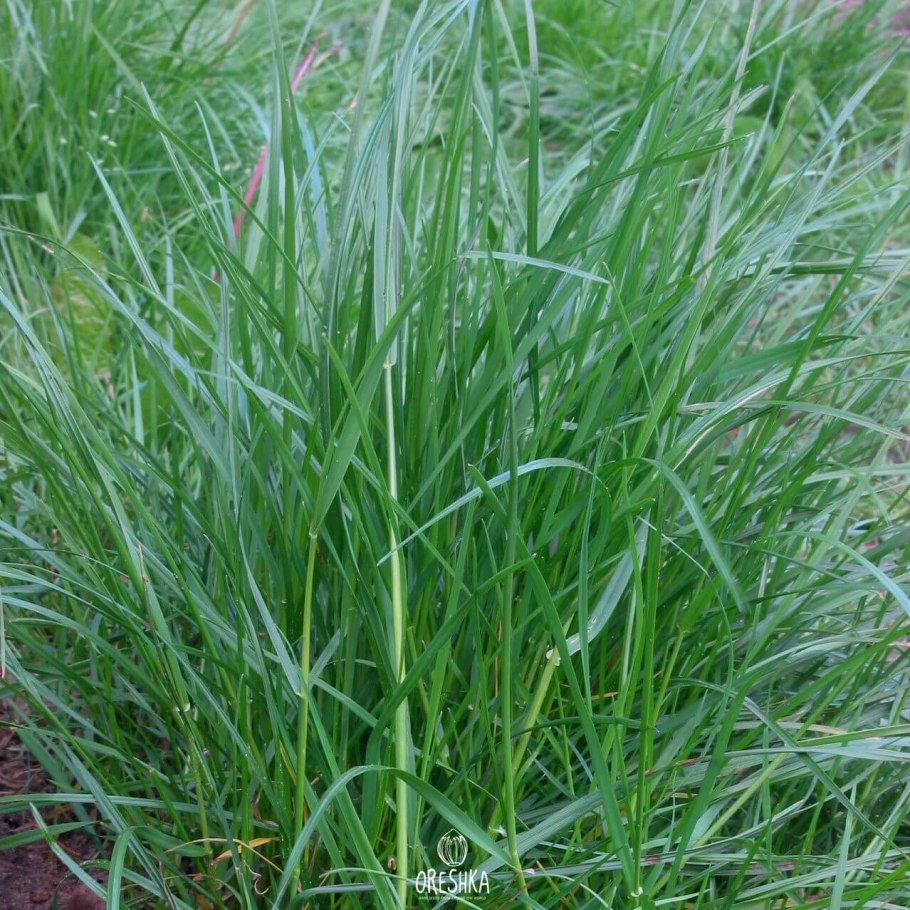 Райграс пастбищный для газона