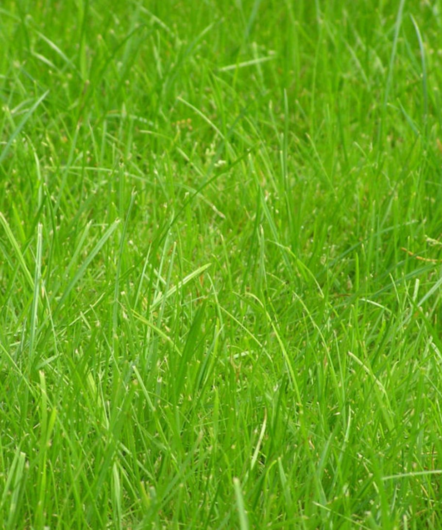 Моногазон райграс