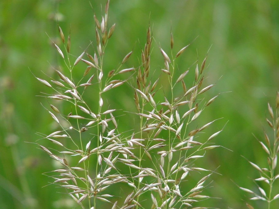 Райграс пастбищный