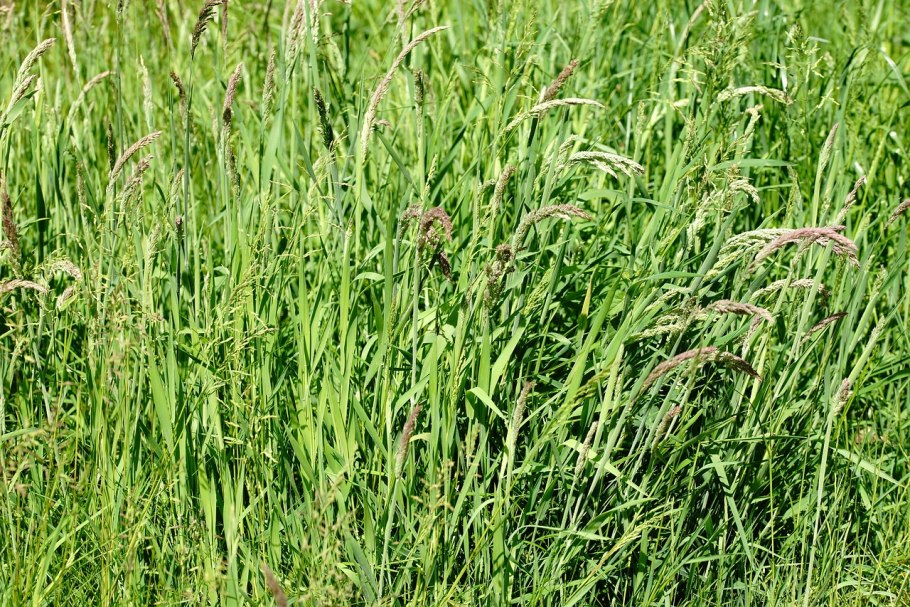 Райграса (Lolium perenne)