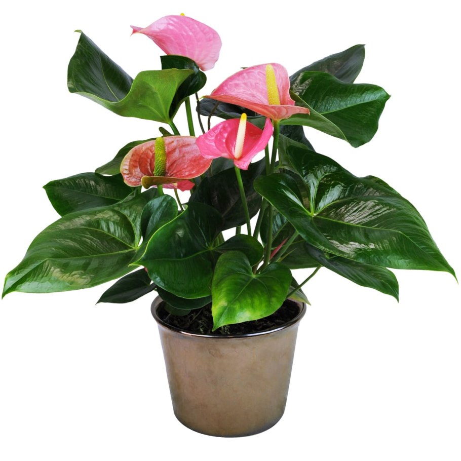 Антуриум Ягуар Грин