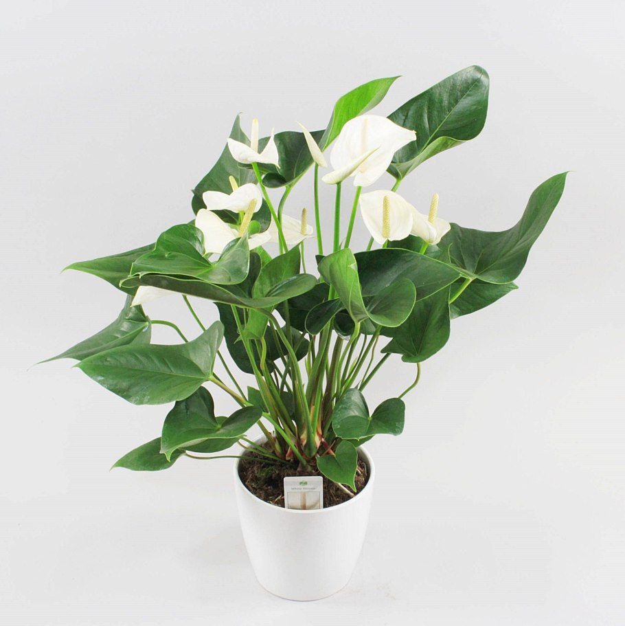 Антуриум Андрианум Бьянко