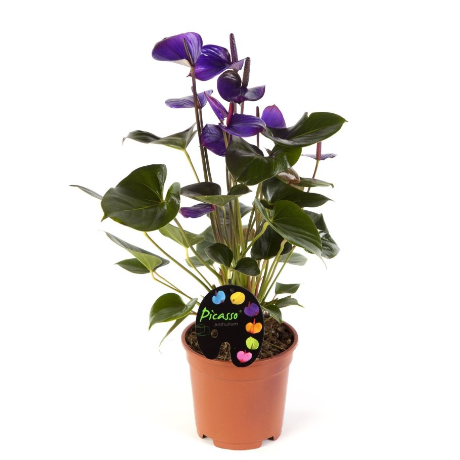 Антуриум алтимо