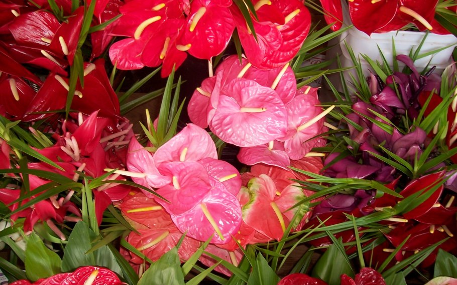 Атриум растение фото