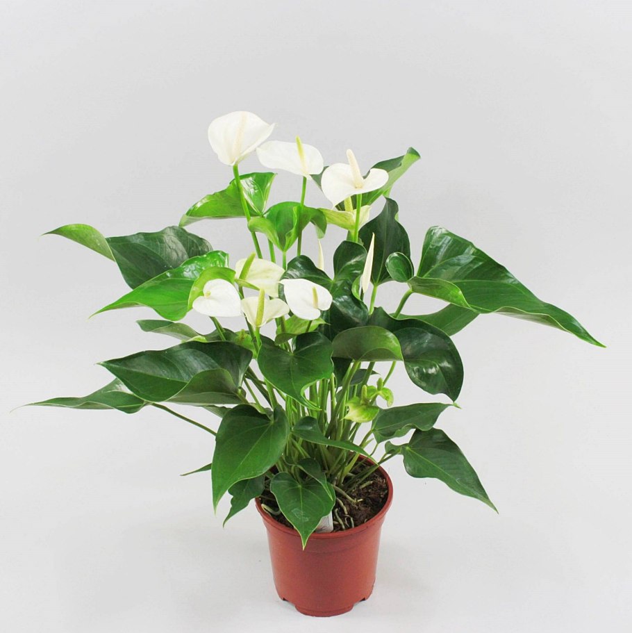 Антуриум Шерцера