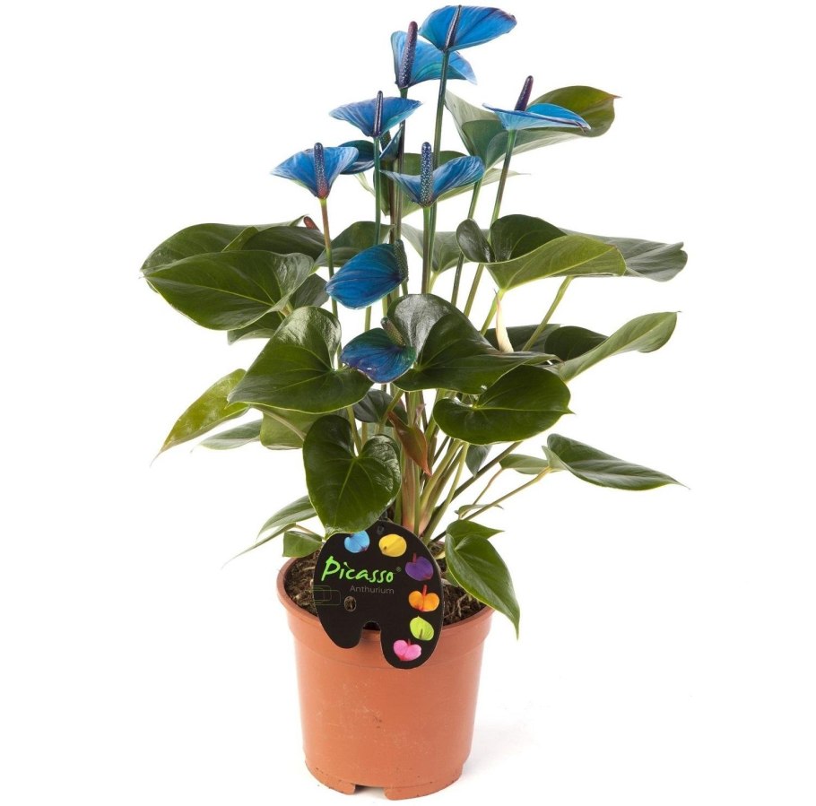 Антуриум Андрианум Пикассо
