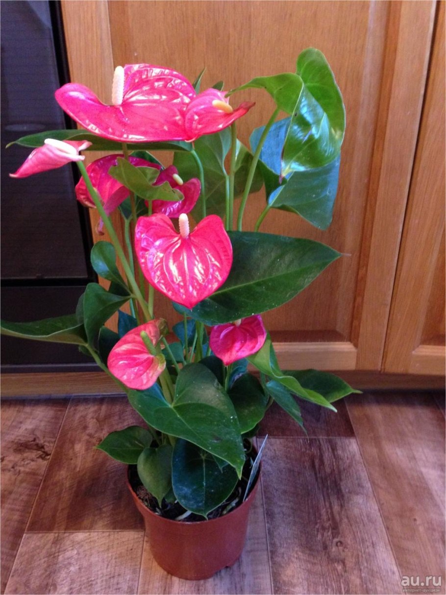 Антуриум Аляска