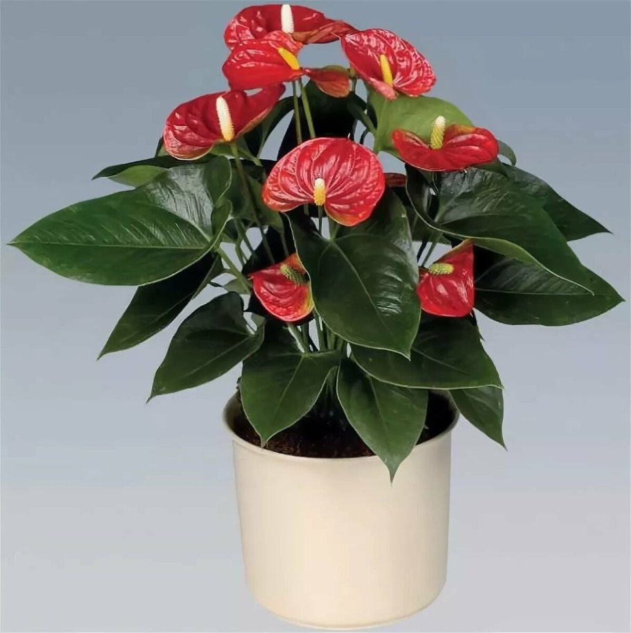 Антуриум Андре