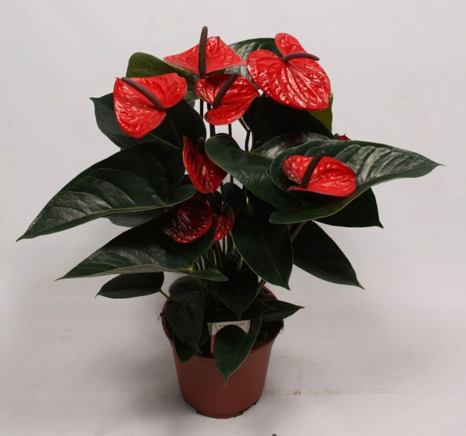 Антуриум Андре красный