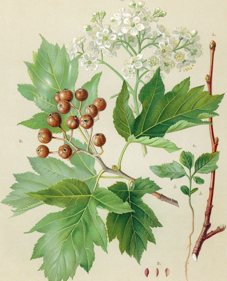 Рябина глоговина листья