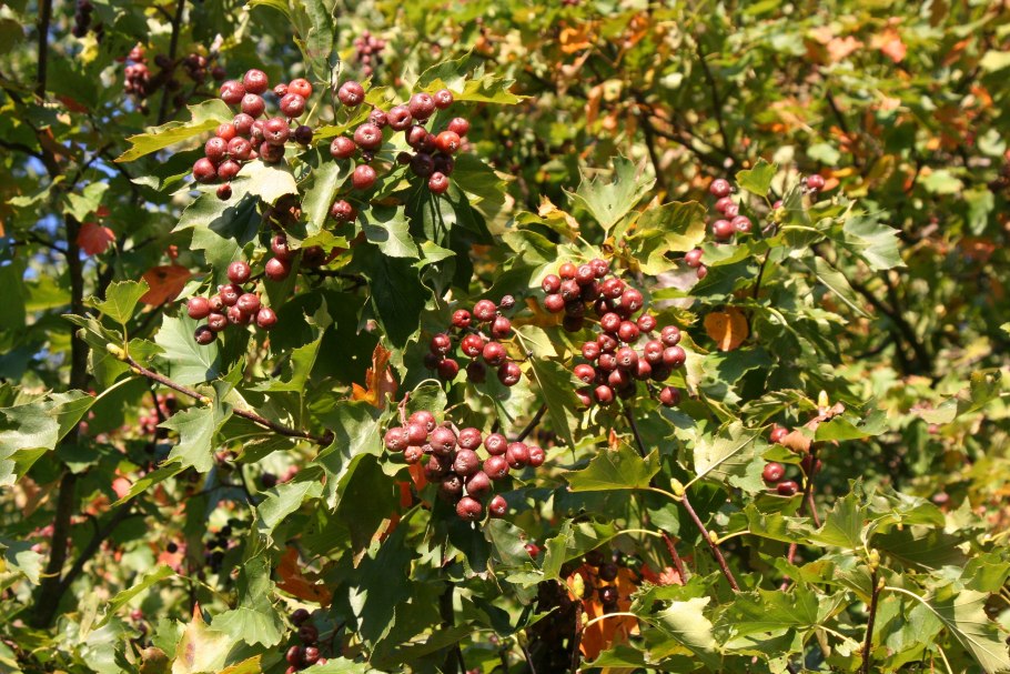 Рябина обыкновенная Sorbus aucuparia