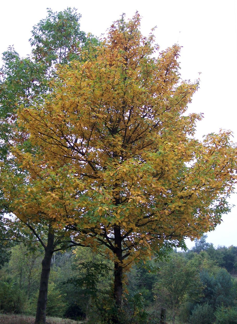 Береза обвислая Лонг трак