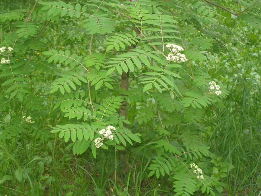 Рябина обыкновенная (Sorbus aucuparia l.)