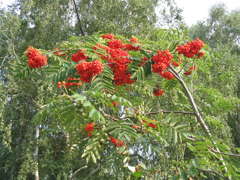 Рябина ствол листья плоды