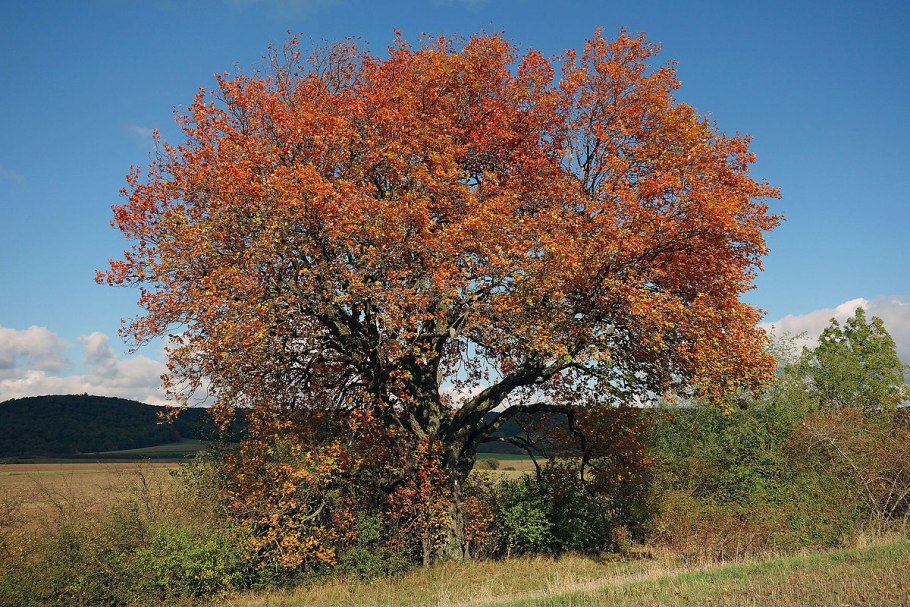Рябина промежуточная Sorbus Intermedia