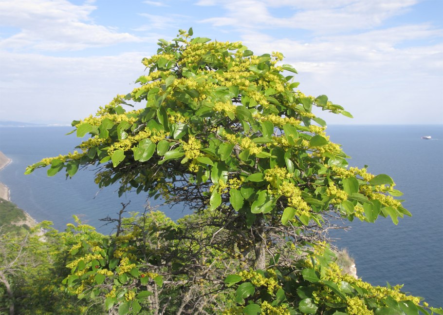 Береза полезная Жакмана