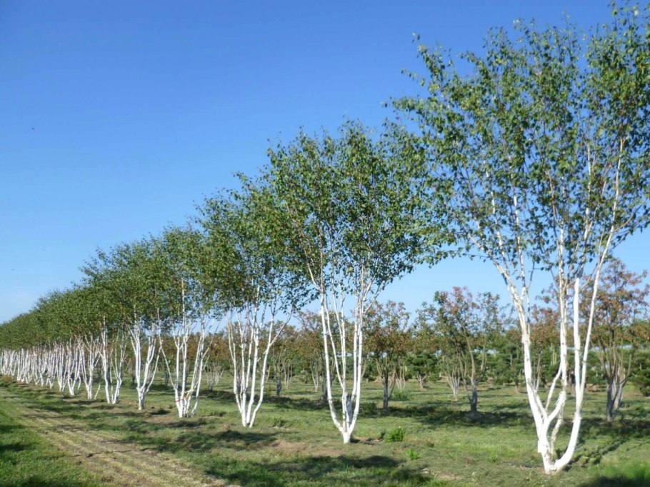 Калина падуболистная