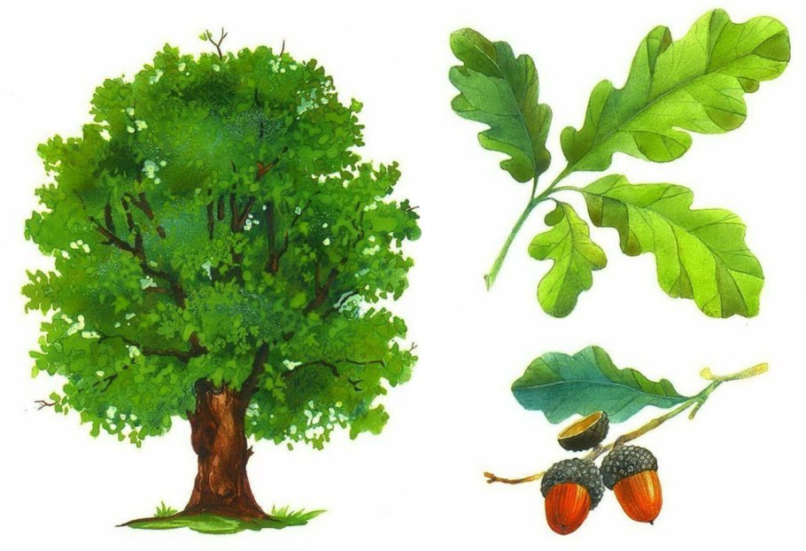 Рябина глоговина