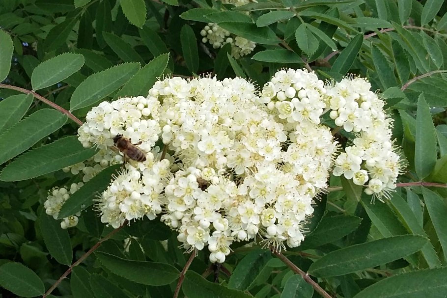 Рябина обыкновенная цветущая