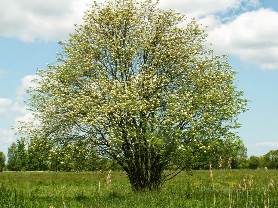 Вяз Ильм карагач Берест