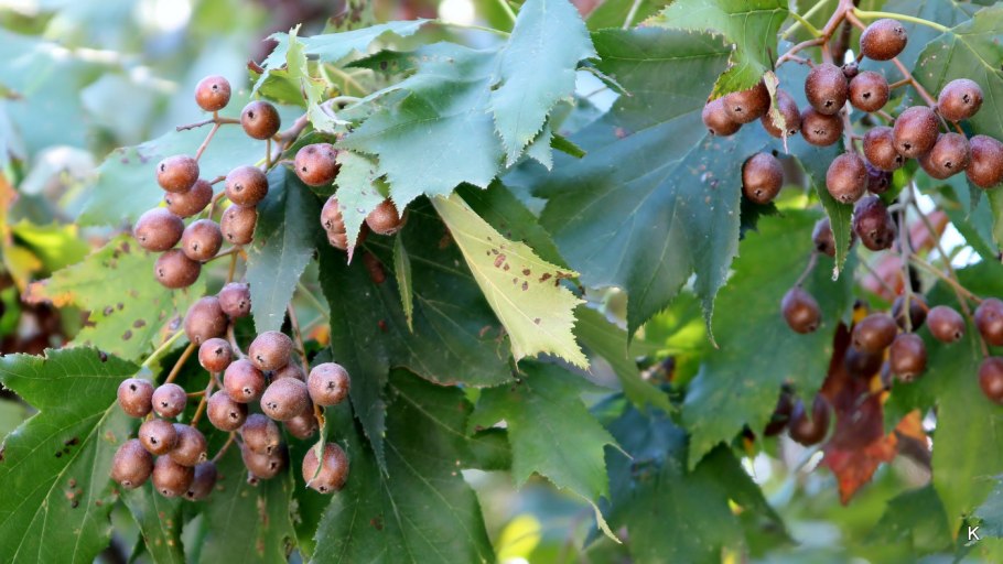 Рябина глоговина