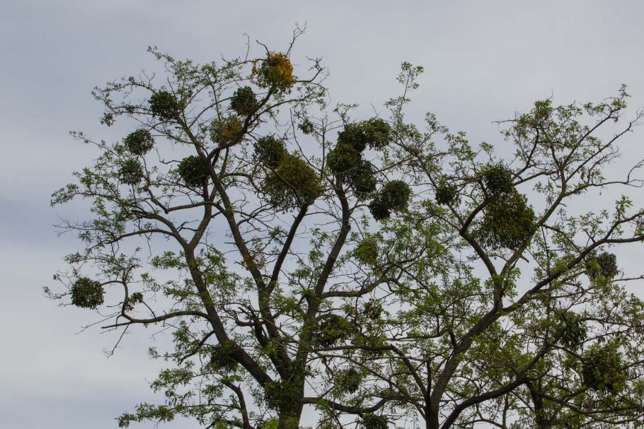 Омела растение паразит