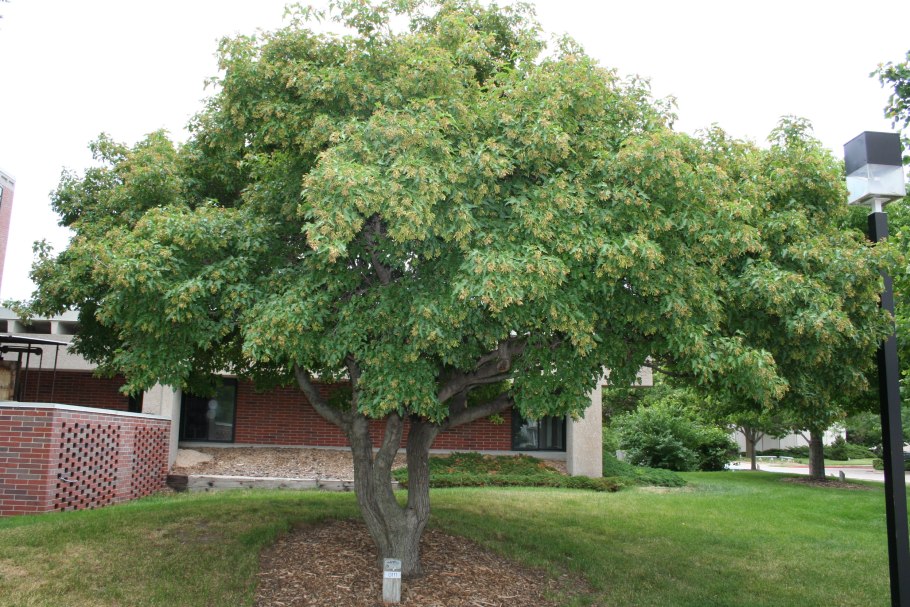 Ветка цветущей рябины