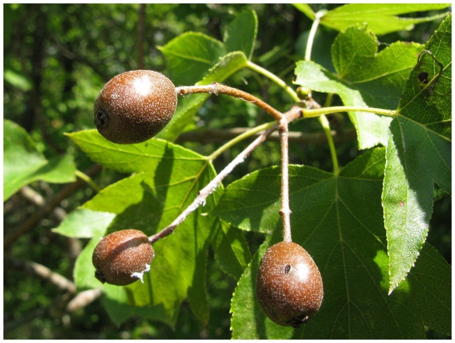 Берека, глоговина