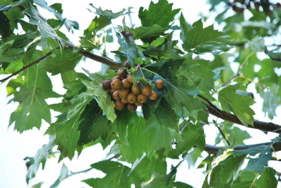 Рябина глоговина Sorbus torminalis